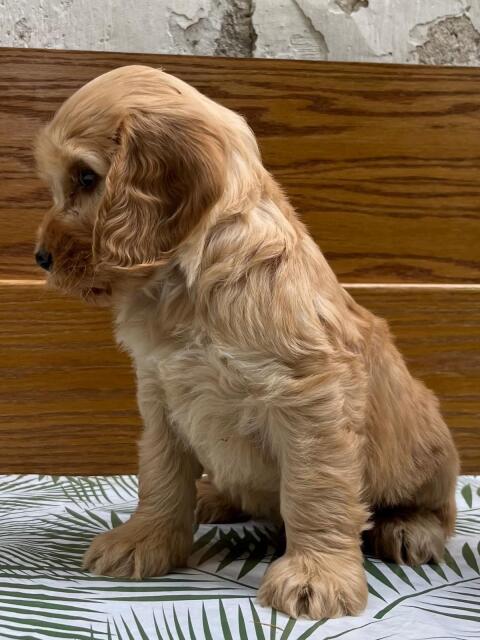 Cavapoo