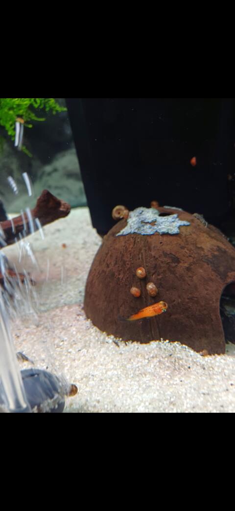 Verkaufe wunderschöne Aquariumfische