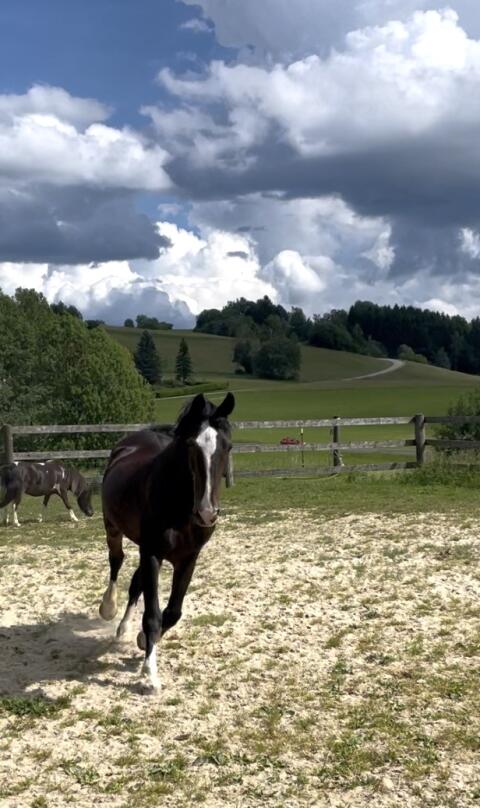 Warmblut Wallach