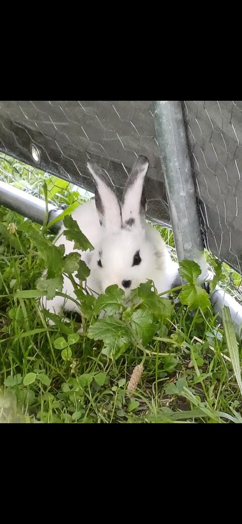 Suche Babyhasen dringend