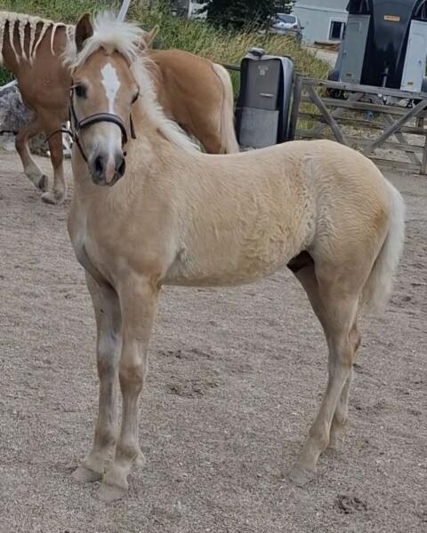 Haflinger Hengst