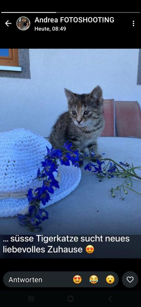 Katze für Bauernhof gesucht