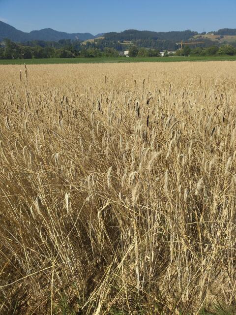 Stroh