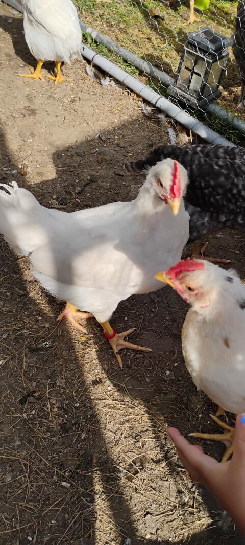Leghorn-Hybride und Laufenten