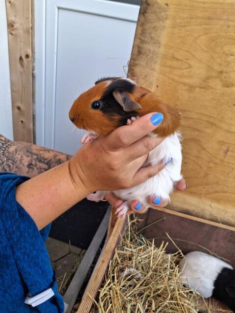 3 weibliche Glatthaarmeerschweinchen