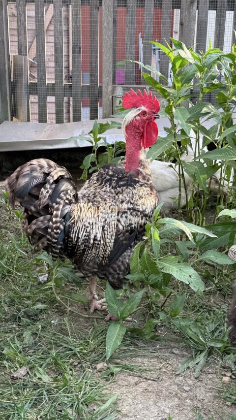 Nakthals, Sulmtaler-Barnevelder-Mix, Leghorn-Barnevelder-Mix