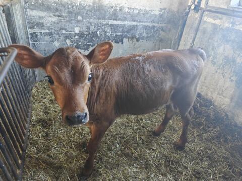 Verkaufe Jersey-Kalb