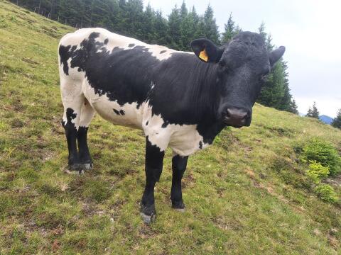 Schwarze, trächtige, reinrassige Pinzgauer Kalbin