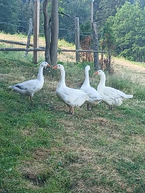 Gänse
