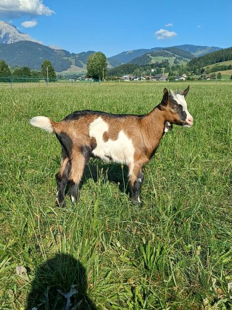Tauernscheckenkitz