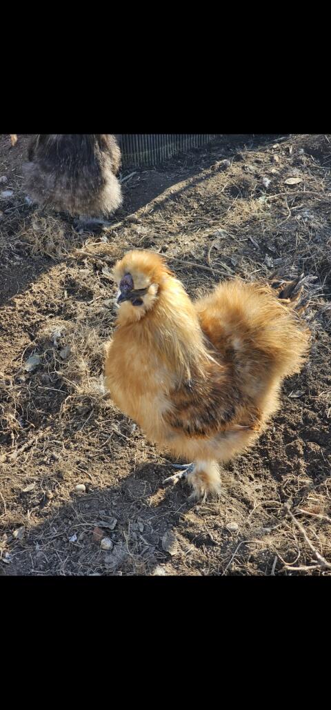 Seidenhuhn Hahn