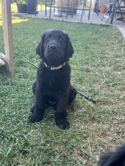 Reinrassige Flat Coated Retriever
