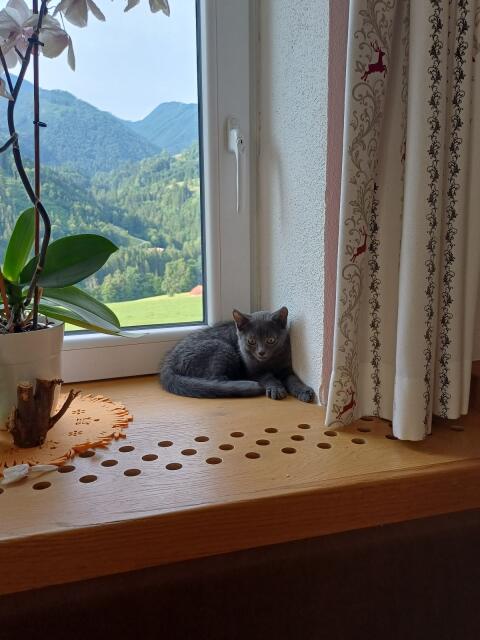 Kitten