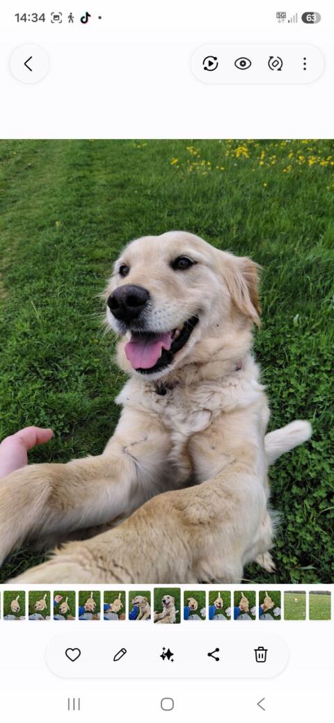 Wurfankündigung Goldendoodle-Welpen