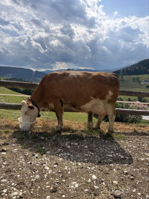 Fleckvieh: Kuh und trächtige Kalbin abzugeben