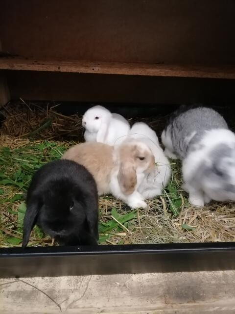 Zwergkaninchen Minilop Zwergwidder