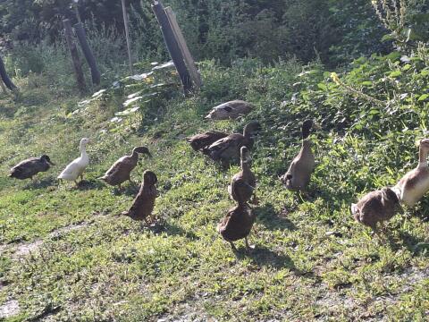 Enten