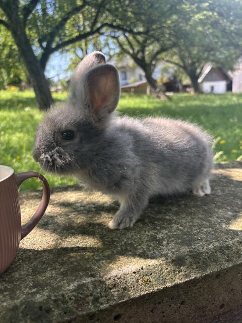 Löwenkopfhase