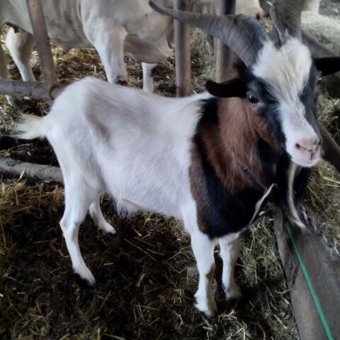 Ziegenbock