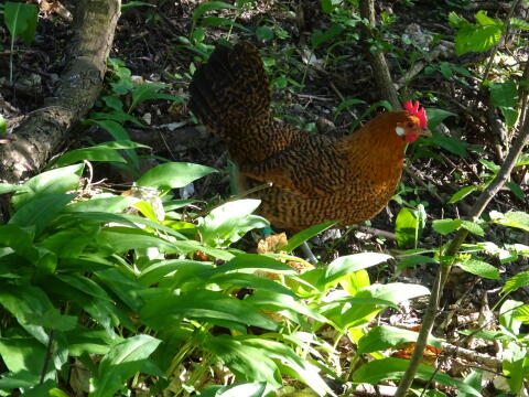 Friesenhuhn gold-schwarzgeflockt und gelb-weißgeflockt