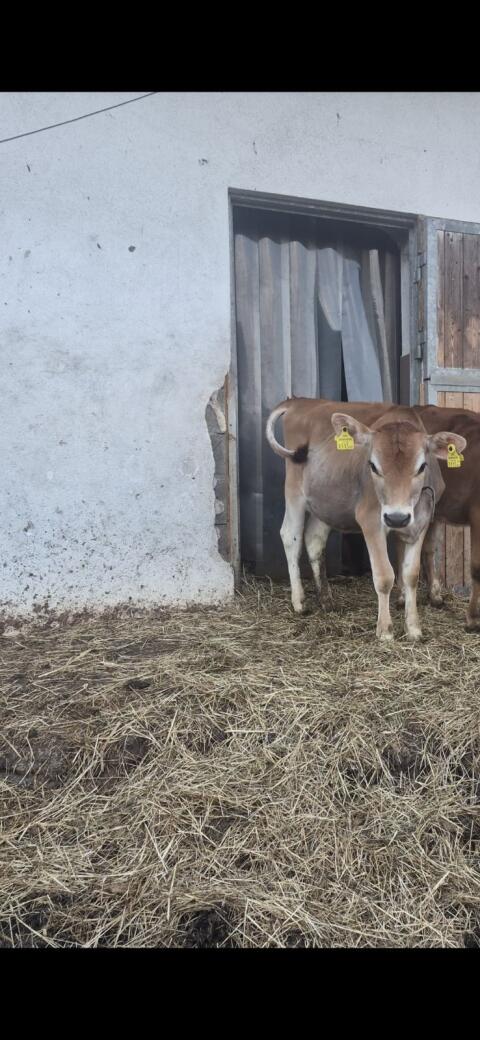 Jersey Kalb