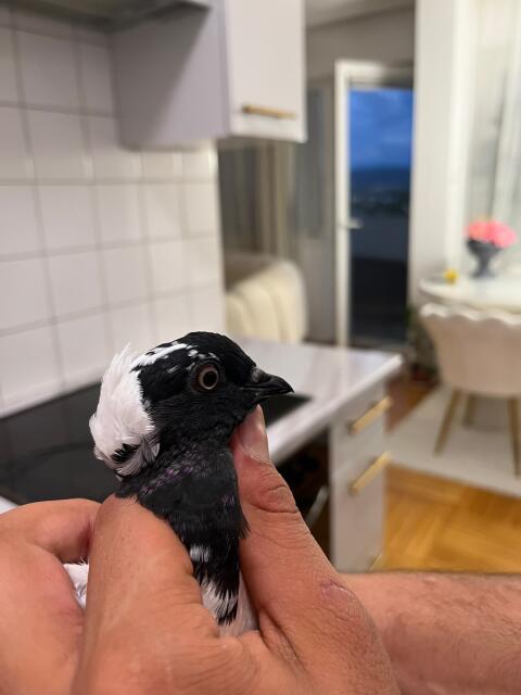 Tauben