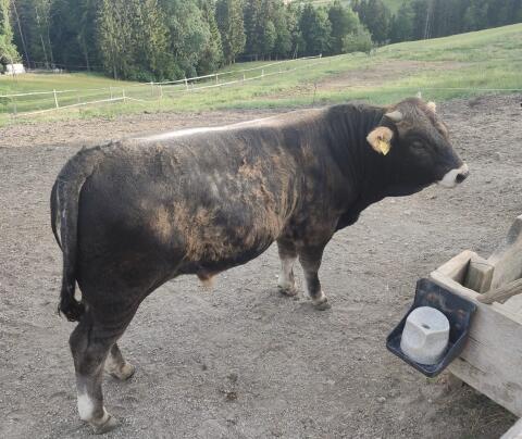Bio Murbodner Jungstier