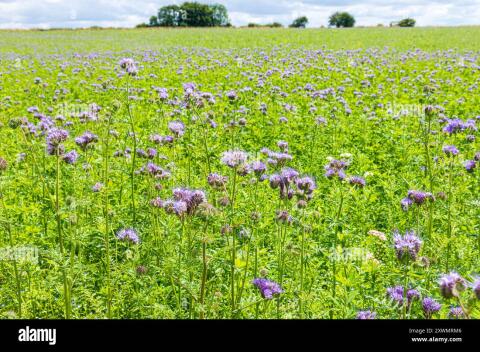 Verkaufe Bio Phacelia