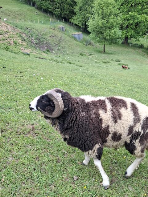 Widder
