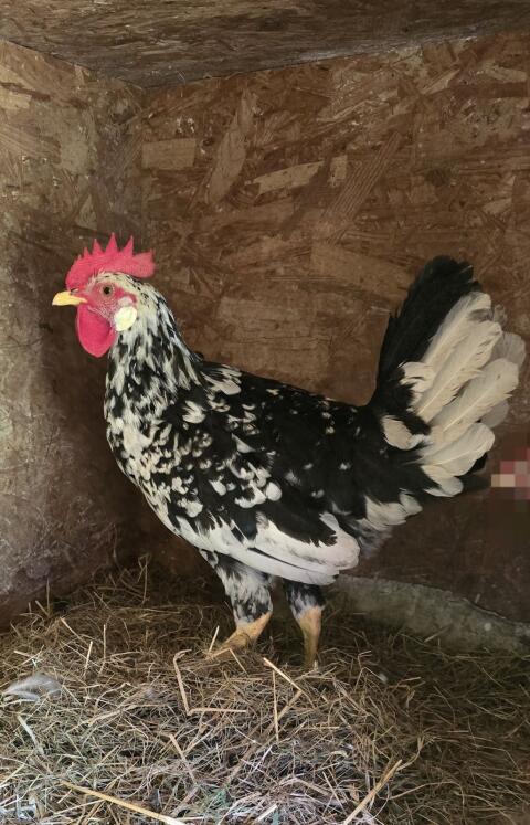 Leghorn Exchequer 1:1 von 2026