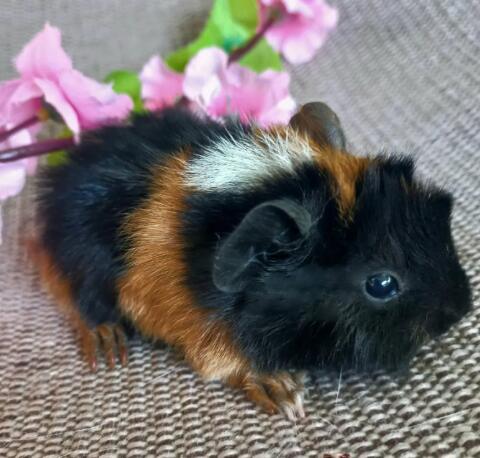 Meerschweinchen