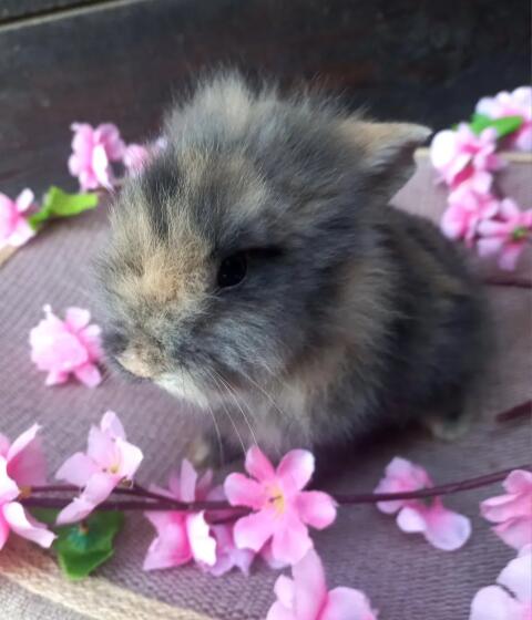 Zwergkaninchen Löwenkopf Bub