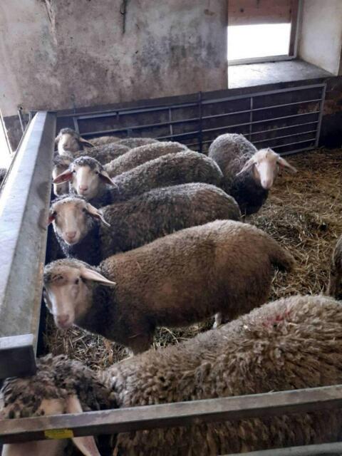 Merino-Widder
