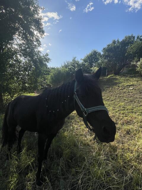 2 Wallachponys