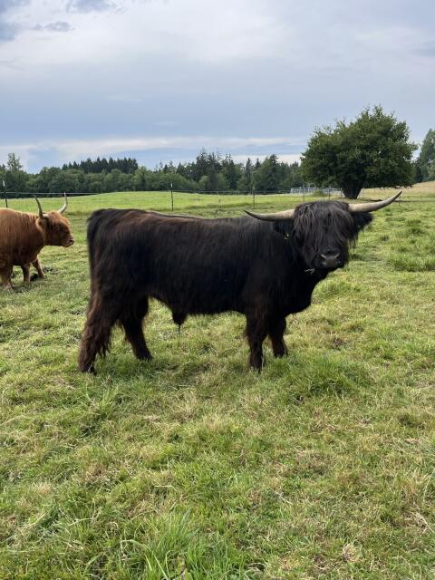 Mini Highland Cattle Hochlandrind Stier/Bulle