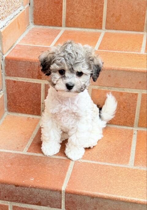Bichonpoo (Bichon Frise mit Zwergpudel) mit AT