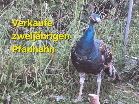 Pfauhahn