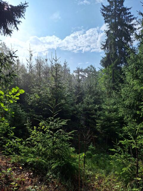 Suche Wald zum Kauf im Raum Gramastetten