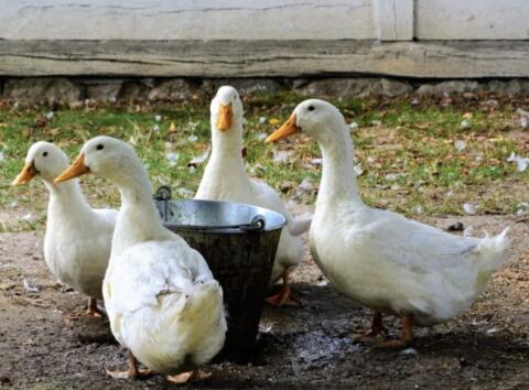 Suche Pekin-Erpel