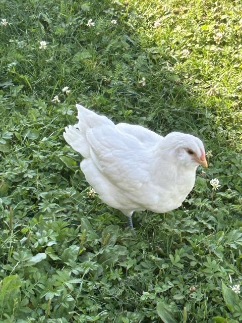 Ameraucana-Hahn