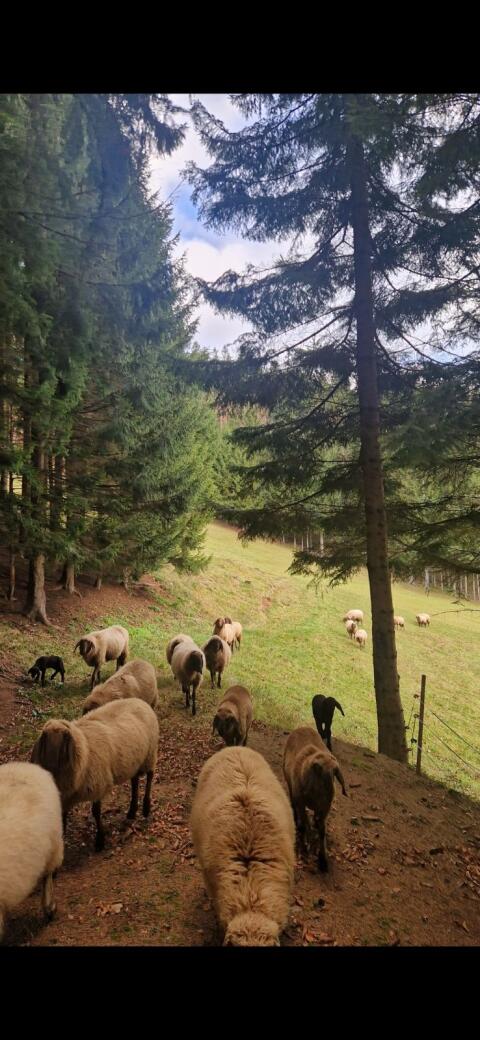Braune Bergschaf-Lämmer