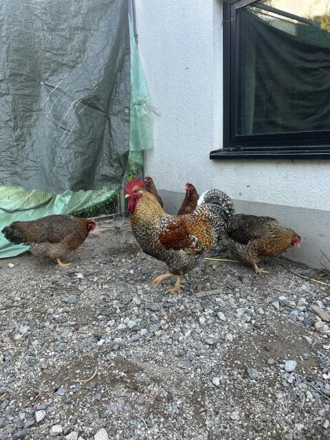 Bielefelder Kennhühner Stamm