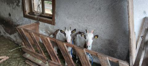 Ziegenpärchen
