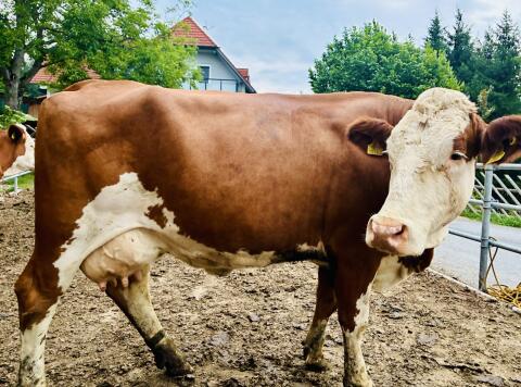 Bio-Milchkuh