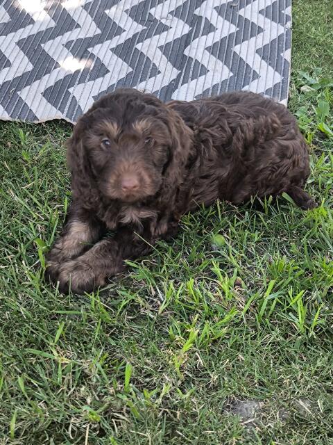 Cockerdoodle