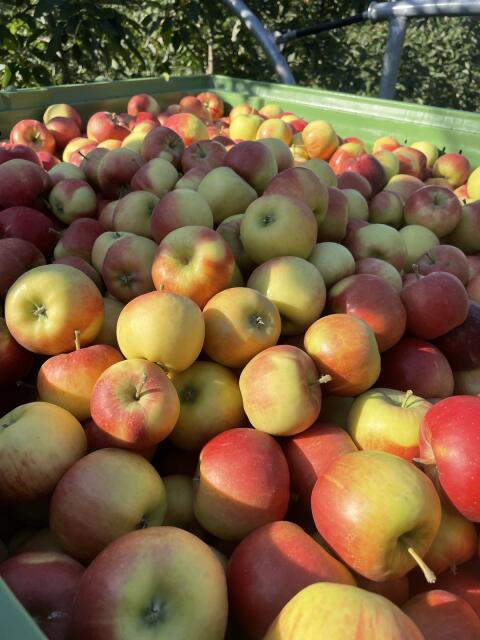 Suche Topaz Äpfel Ernte 2026