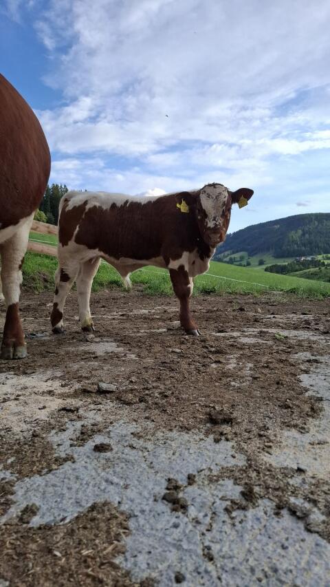 Pustertaler Sprinzen Stierkalb