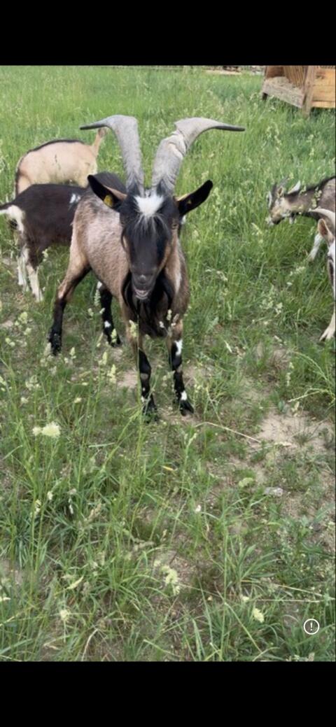 Ziegenbock