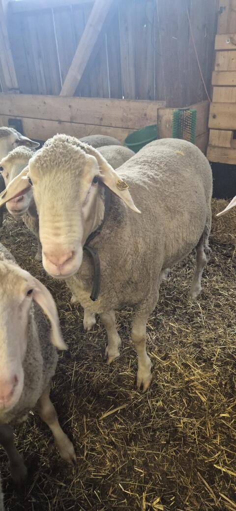 Merino-Widder