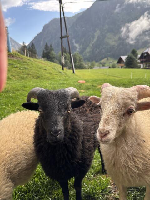 Verkaufe zwei junge männliche Ouessantschafe
